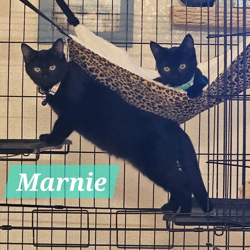 Marnie, Adoptable, Young Female Domestic Medium Hair.