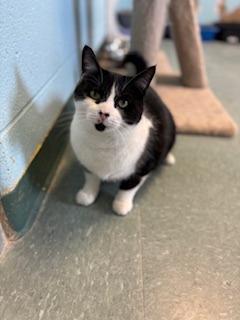 Enlarge Rylee, a Adoptable mixed breed in Lima, OH image 1/2