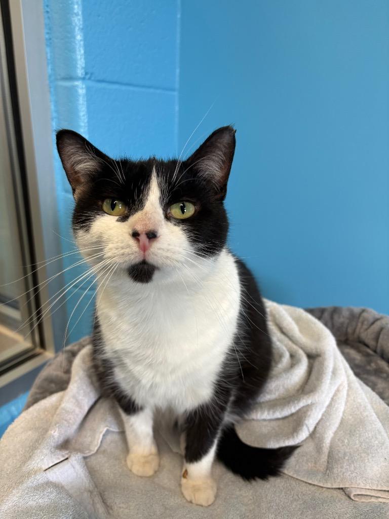 Enlarge Rylee, a Adoptable mixed breed in Lima, OH image 2/2