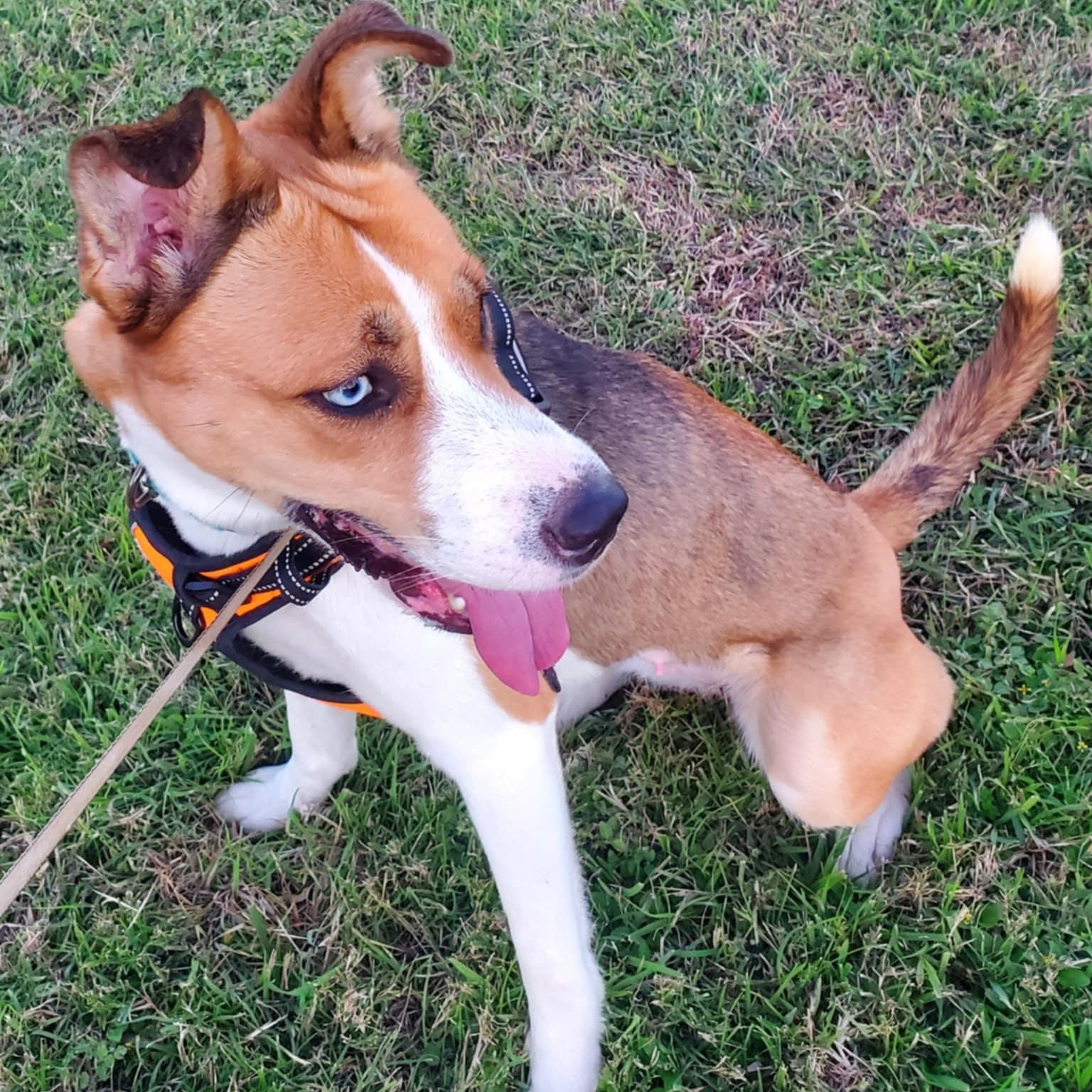 Enlarge Penny, a Adoptable mixed breed in Syracuse, NY image 3/6