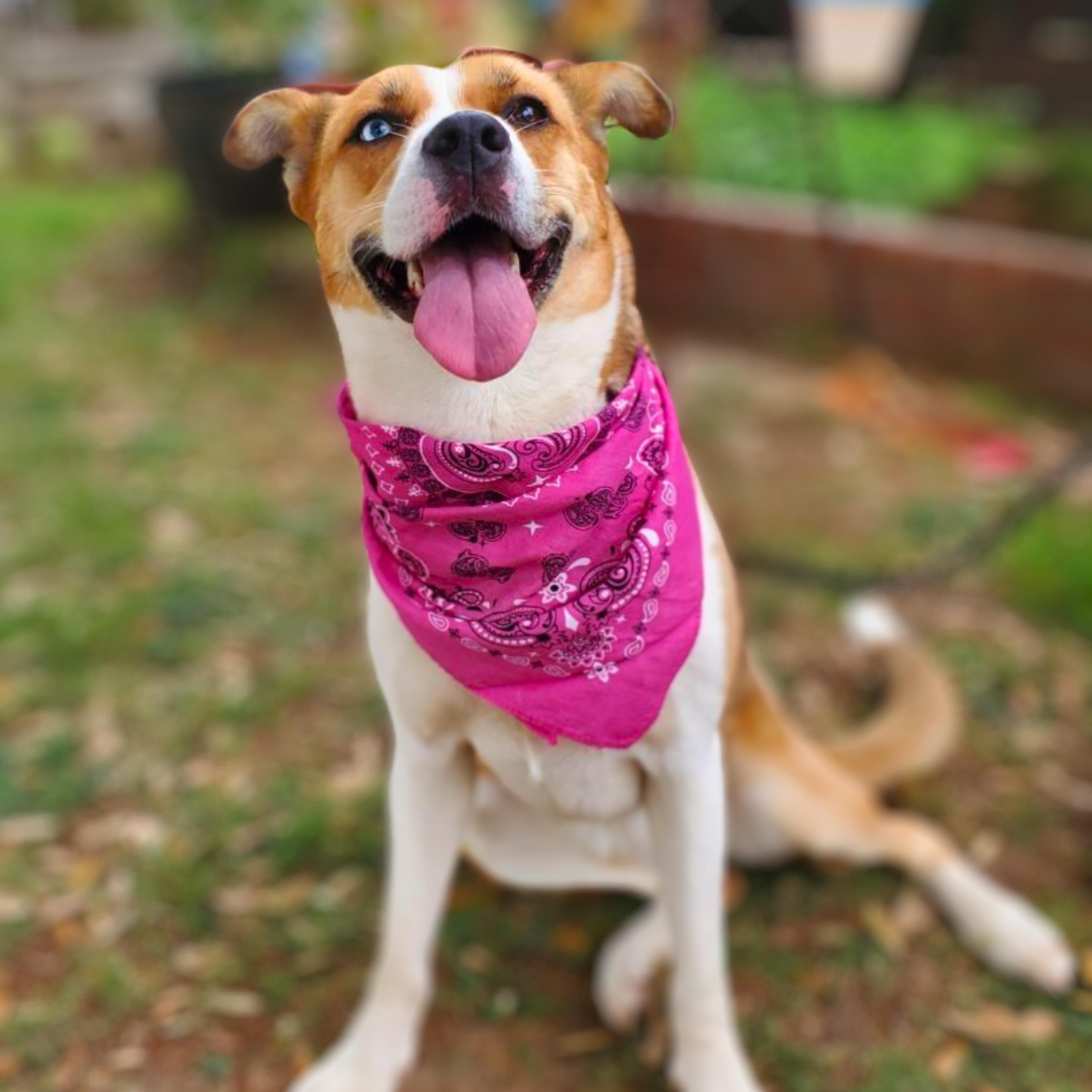 Enlarge Penny, a Adoptable mixed breed in Syracuse, NY image 1/6