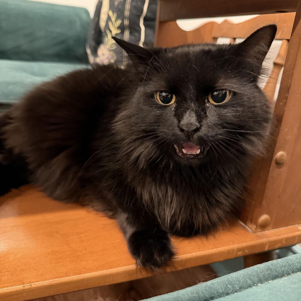 VooDoo, Adoptable, Adult Female Domestic Long Hair.
