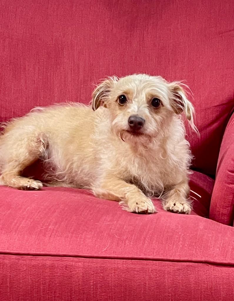 Enlarge Mindy, a Adoptable mixed breed in Gilmer, TX image 1/6