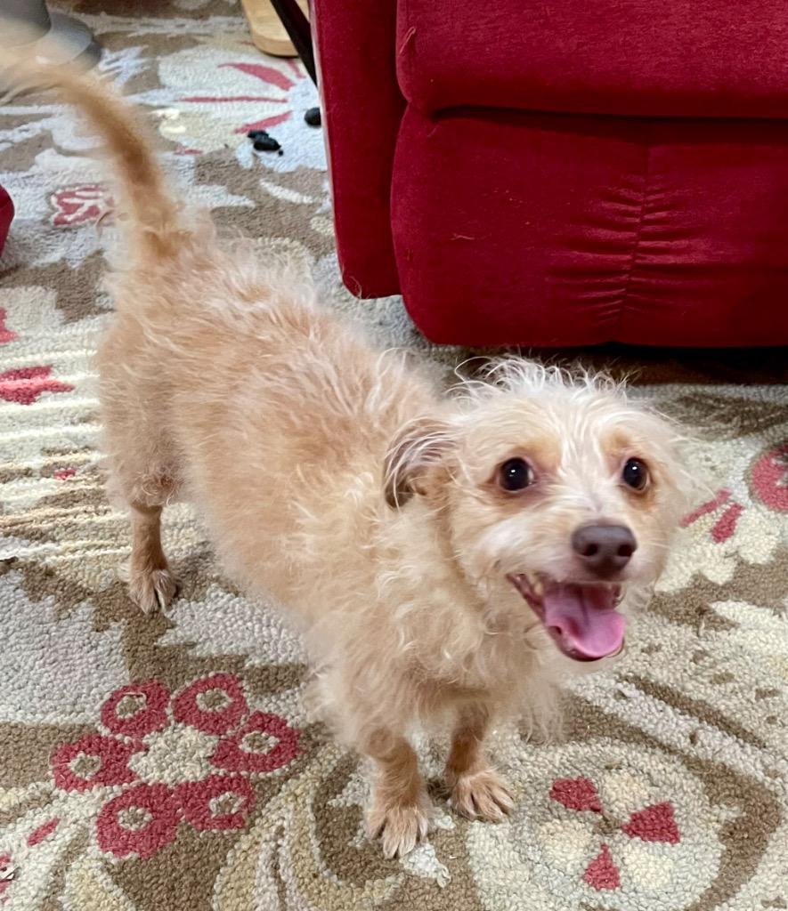 Enlarge Mindy, a Adoptable mixed breed in Gilmer, TX image 3/6