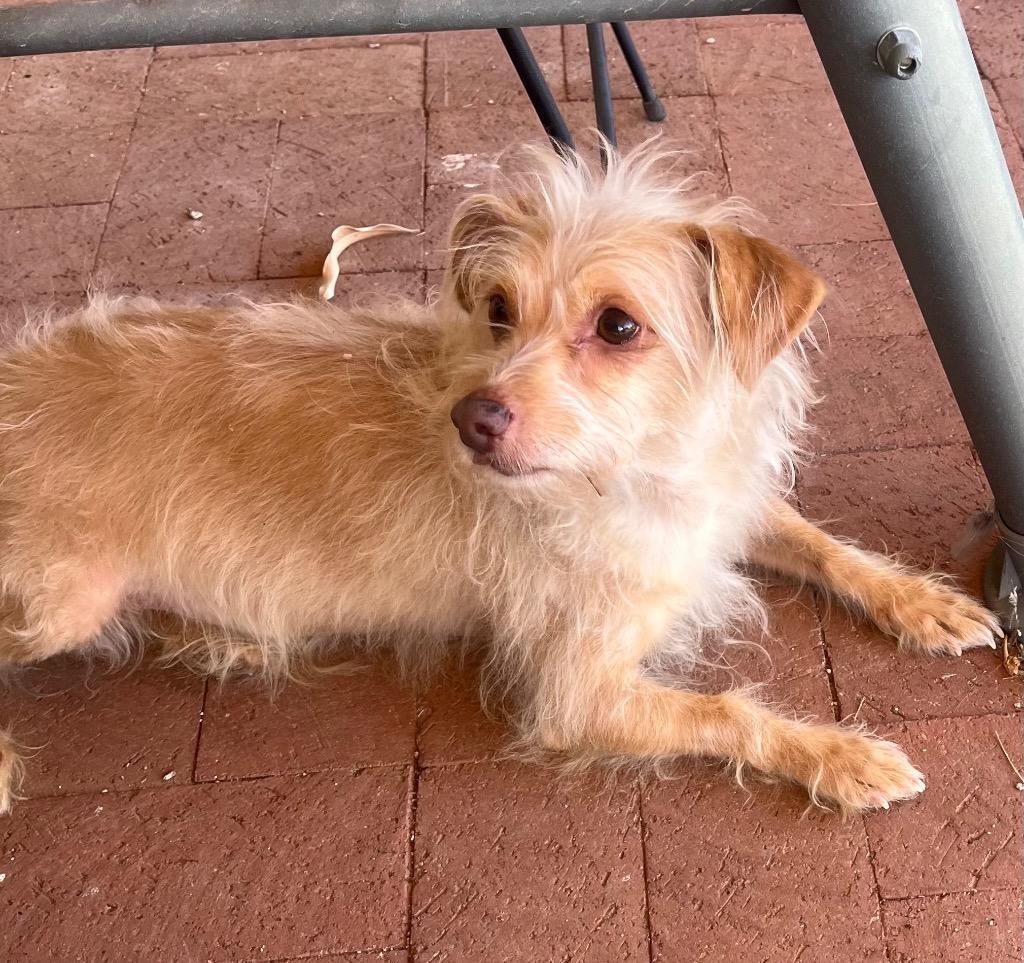 Enlarge Mindy, a Adoptable mixed breed in Gilmer, TX image 4/6