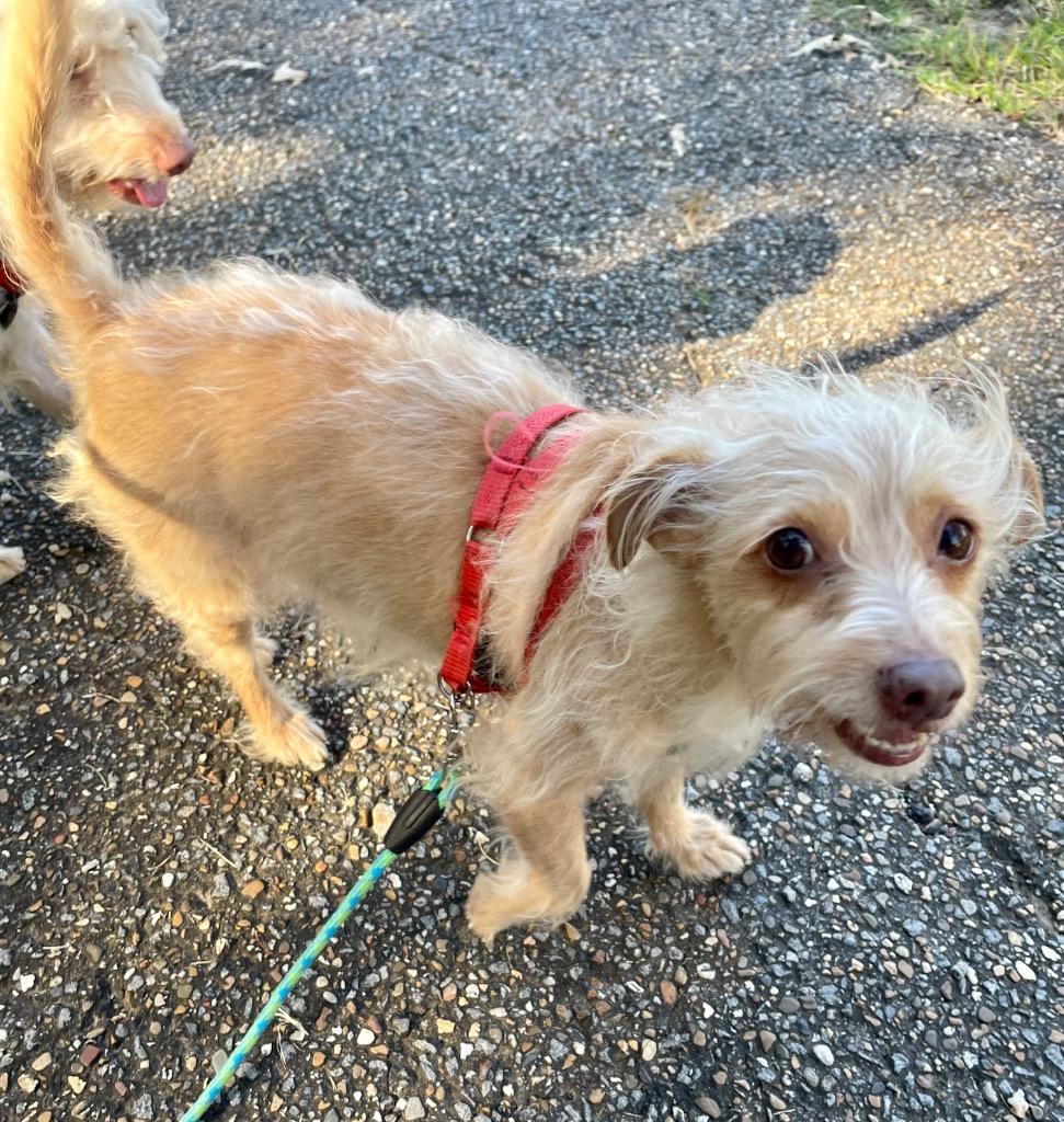 Enlarge Mindy, a Adoptable mixed breed in Gilmer, TX image 6/6