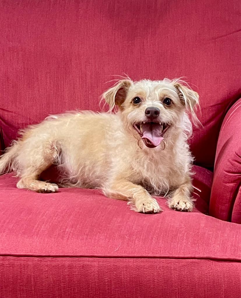 Enlarge Mindy, a Adoptable mixed breed in Gilmer, TX image 6/6