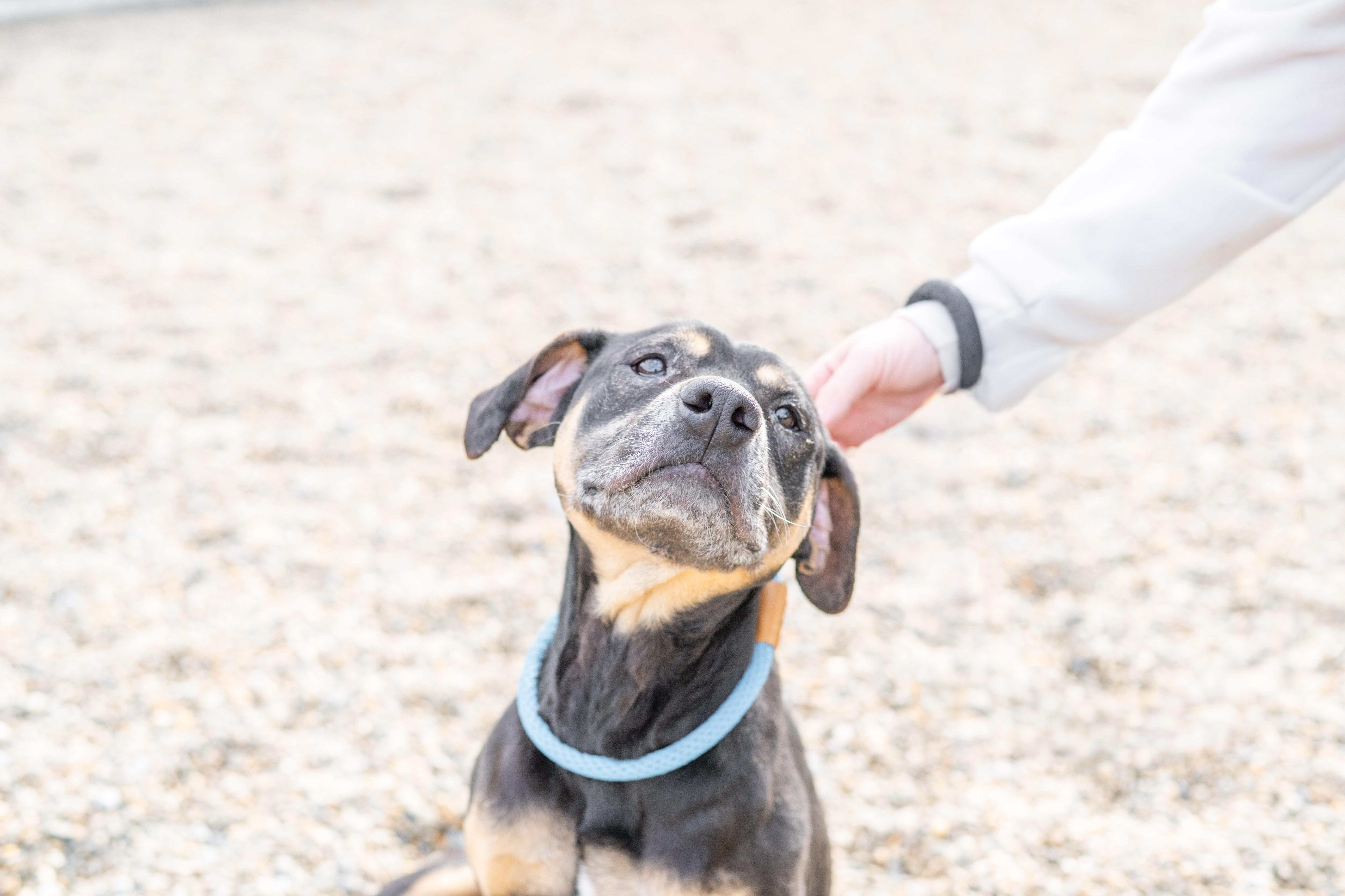 Enlarge Paige, a ADOPTABLE mixed breed in Hilton Head Island, SC image 2/3