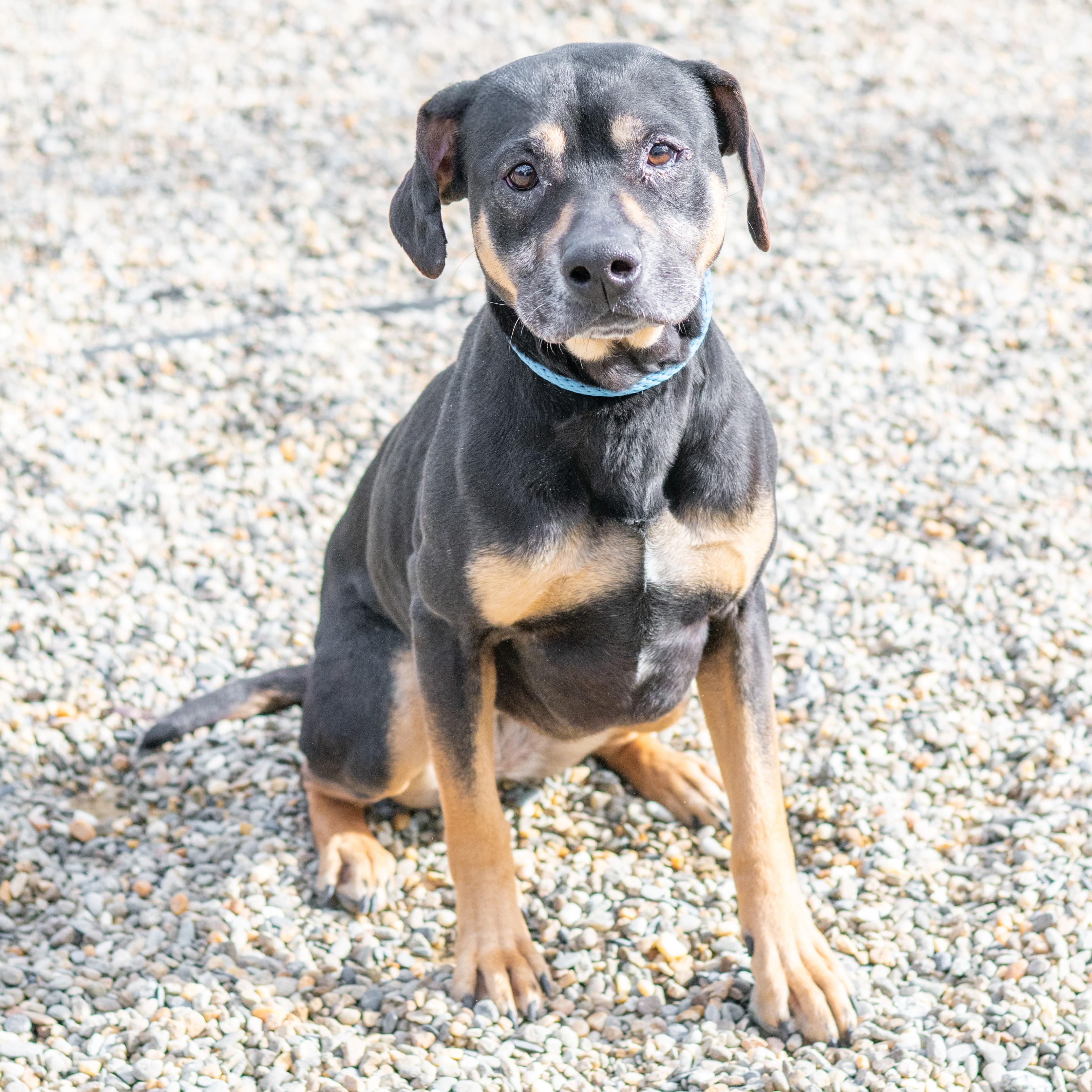 Enlarge Paige, a ADOPTABLE mixed breed in Hilton Head Island, SC image 3/3