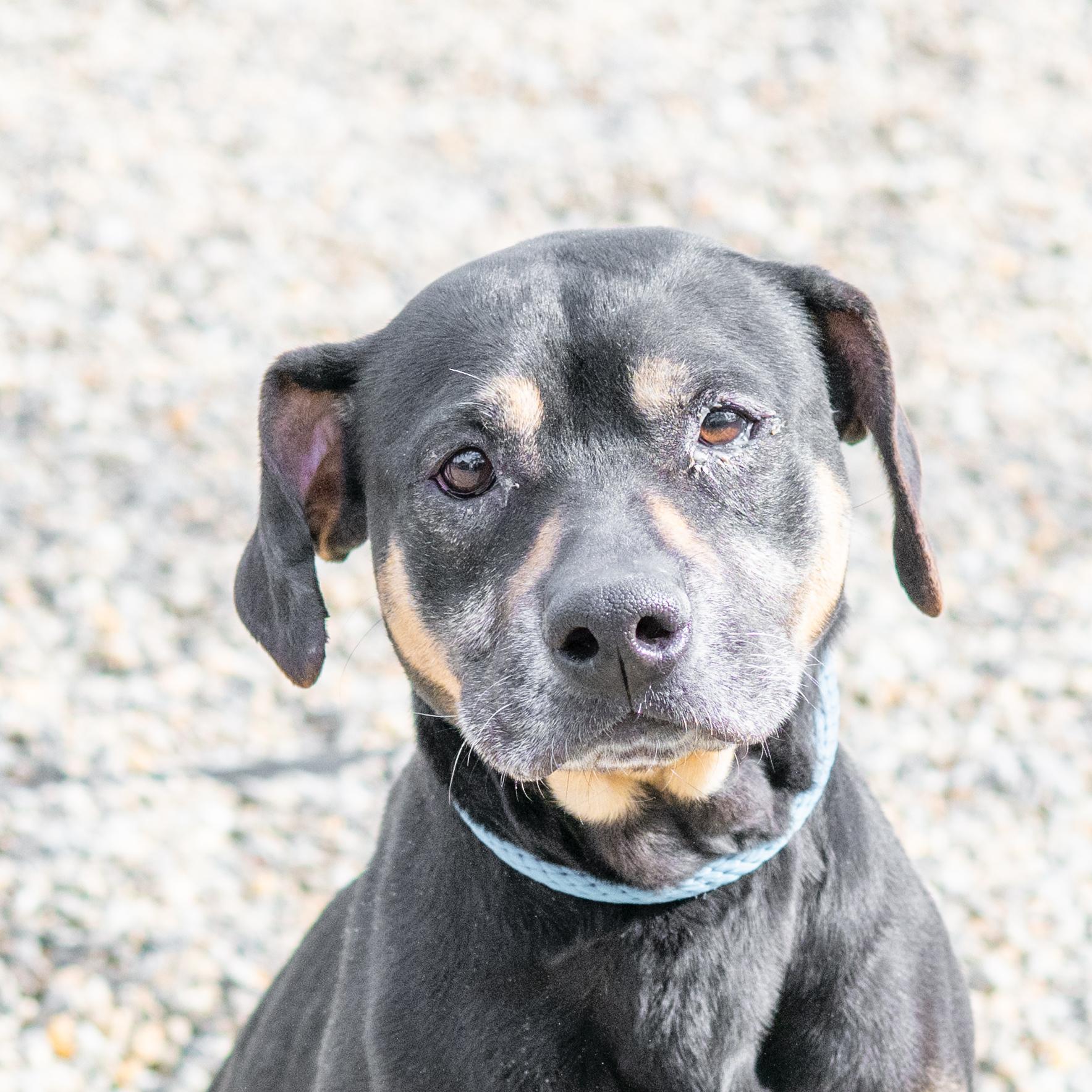 Enlarge Paige, a ADOPTABLE mixed breed in Hilton Head Island, SC image 1/3
