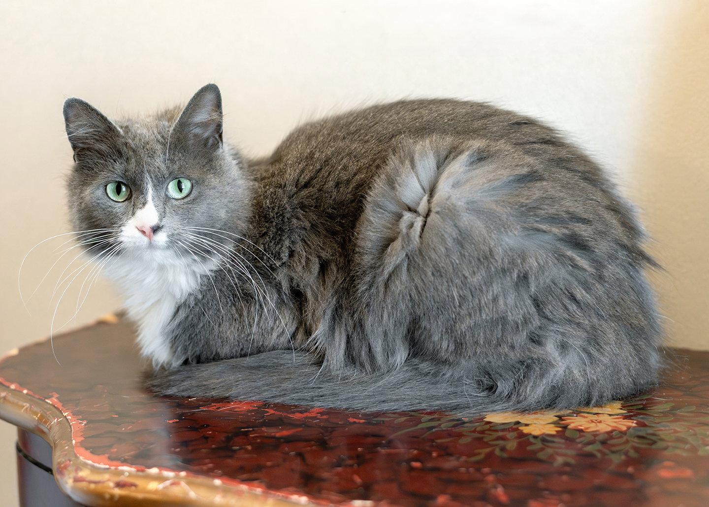 Laurel, Adopted, Young Female Domestic Medium Hair.