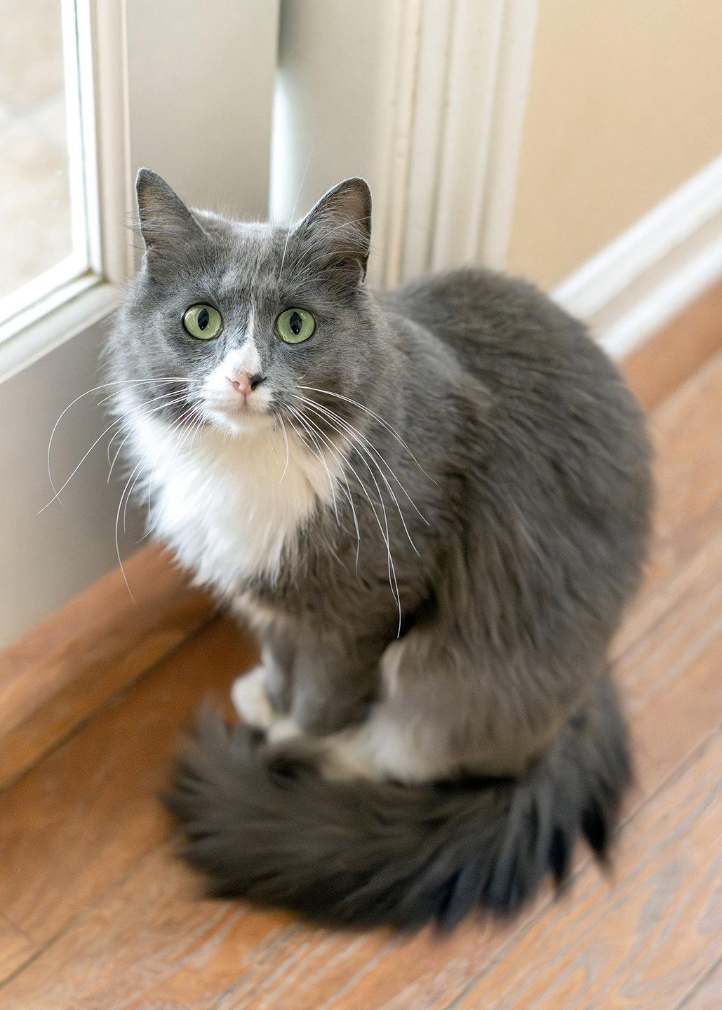 Enlarge Laurel, a Adopted Domestic Medium Hair in Buford, GA image 2/3
