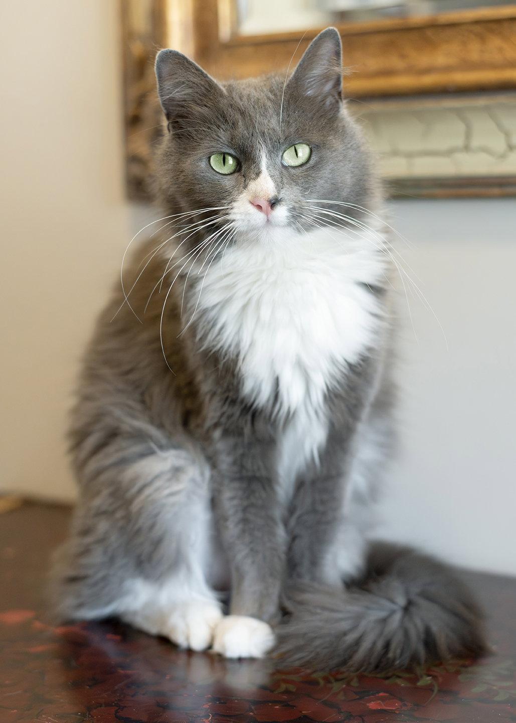 Enlarge Laurel, a Adopted Domestic Medium Hair in Buford, GA image 3/3