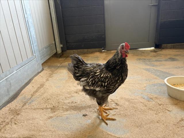 BOB, Adoptable, Baby Male Chicken.