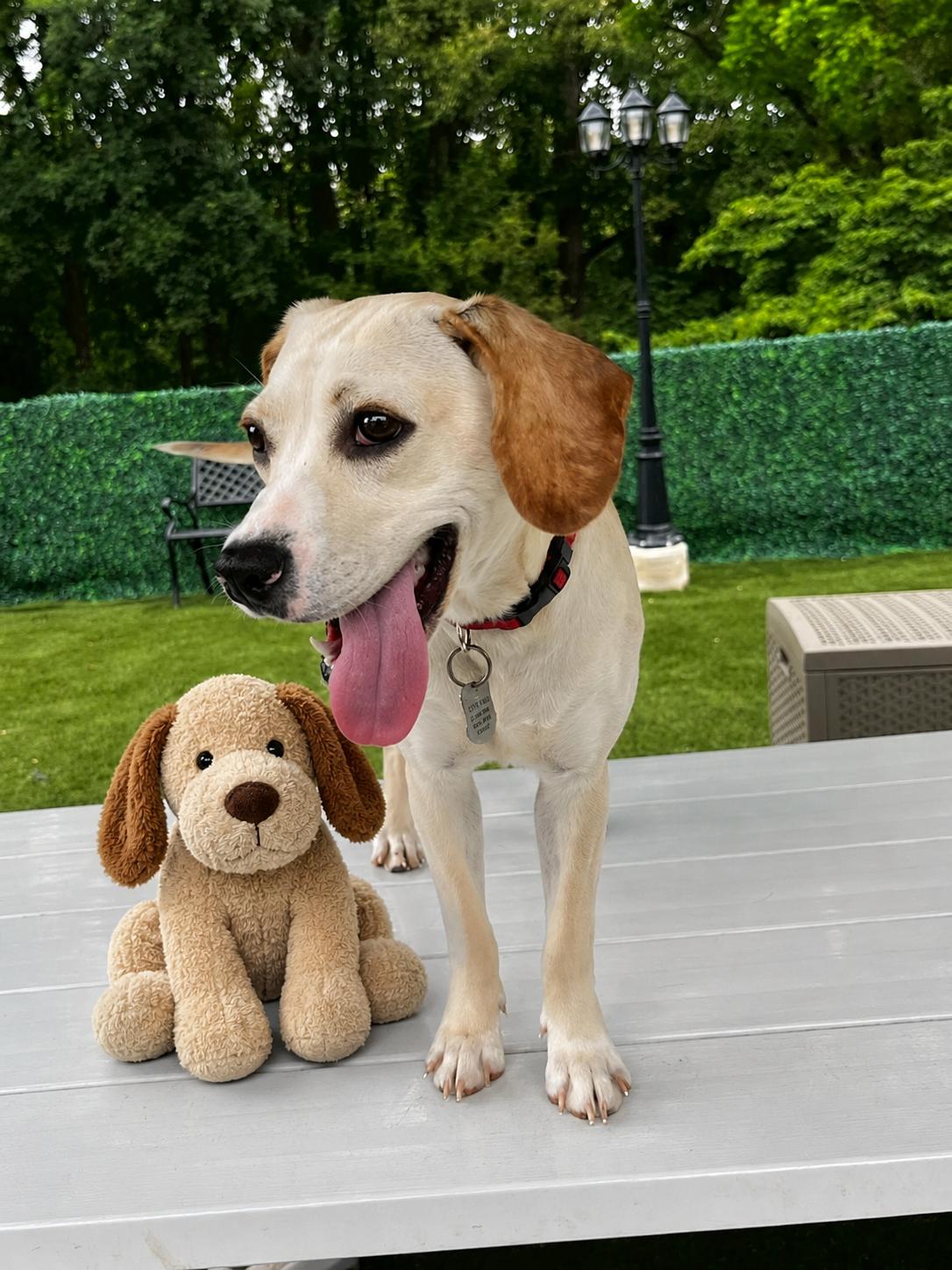 Annabelle , a ADOPTABLE mixed breed in POTOMAC, MD image 1/6