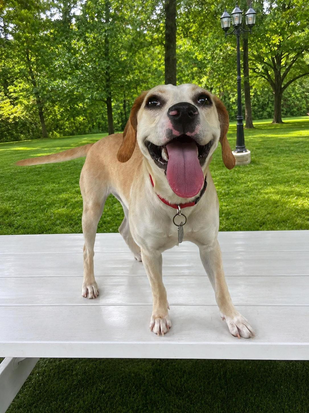 Annabelle , a ADOPTABLE mixed breed in POTOMAC, MD image 4/6