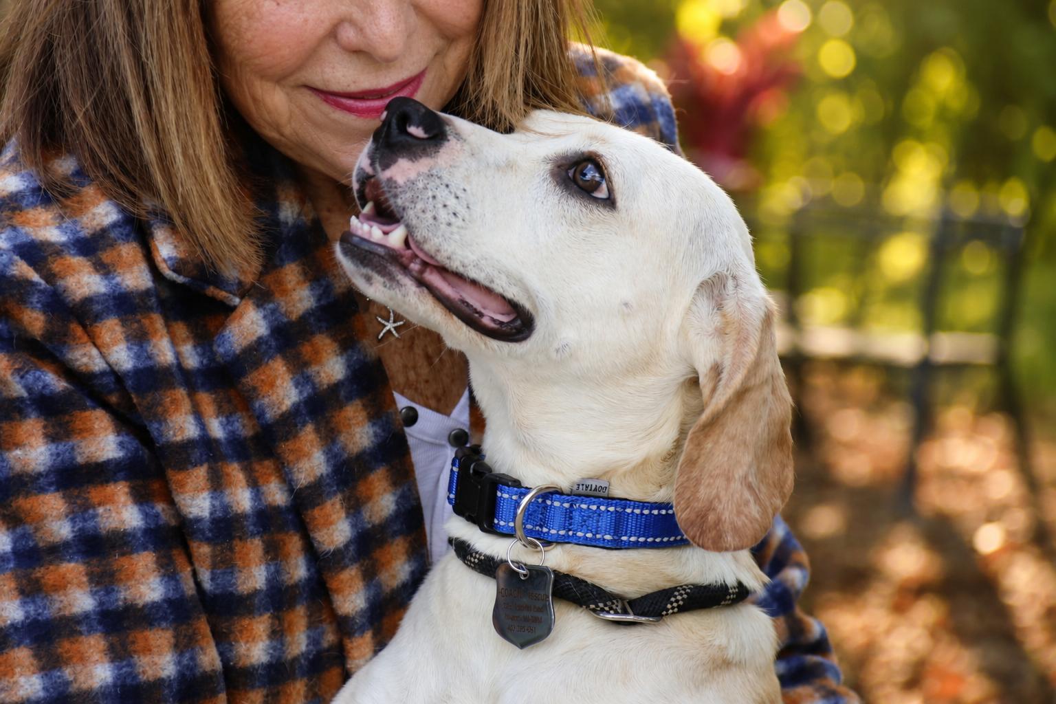 Annabelle , a ADOPTABLE mixed breed in POTOMAC, MD image 6/6