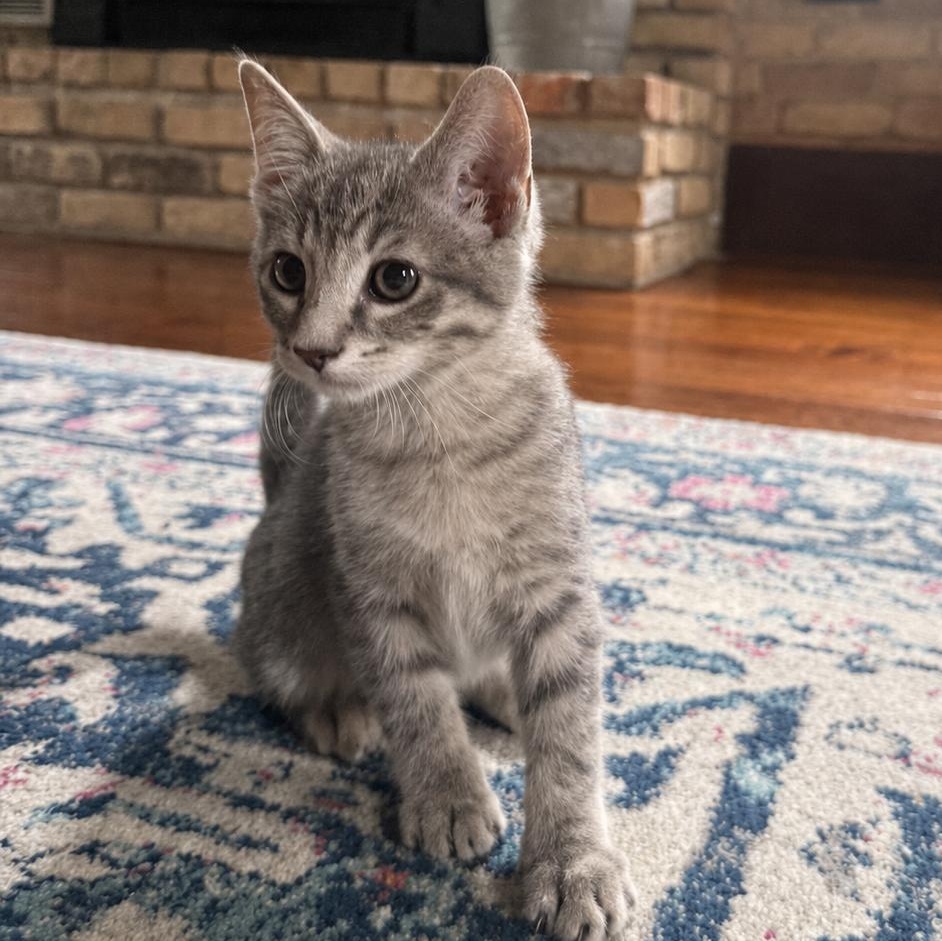 Pepper, an adopted Domestic Short Hair in Chaska, MN image 3/3
