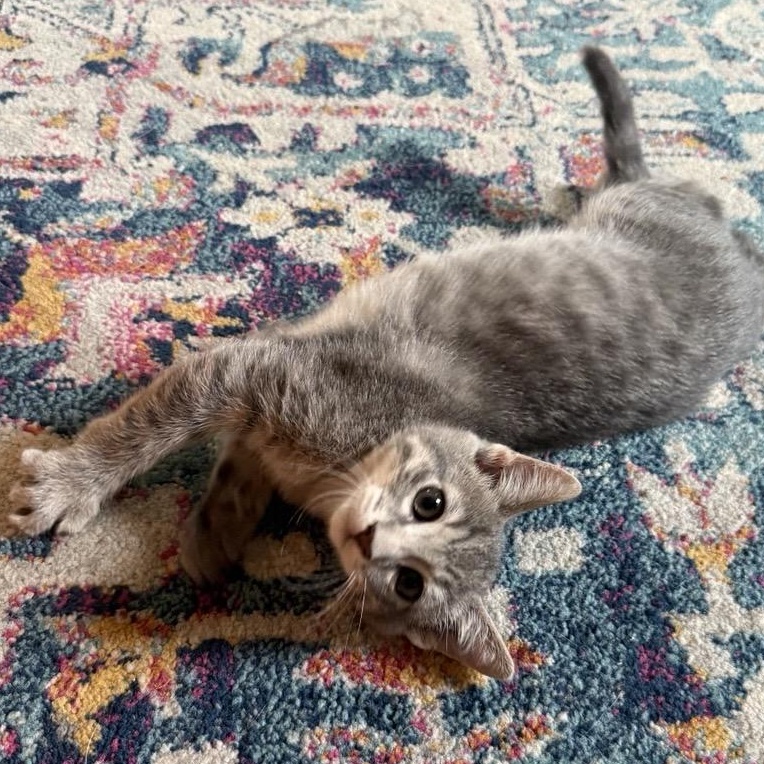 Pepper, an adopted Domestic Short Hair in Chaska, MN image 2/3