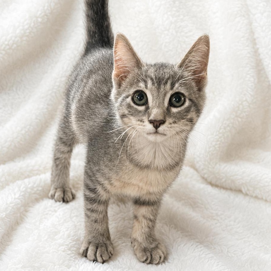 Pepper, adopted, Kitten Male Domestic Short Hair.