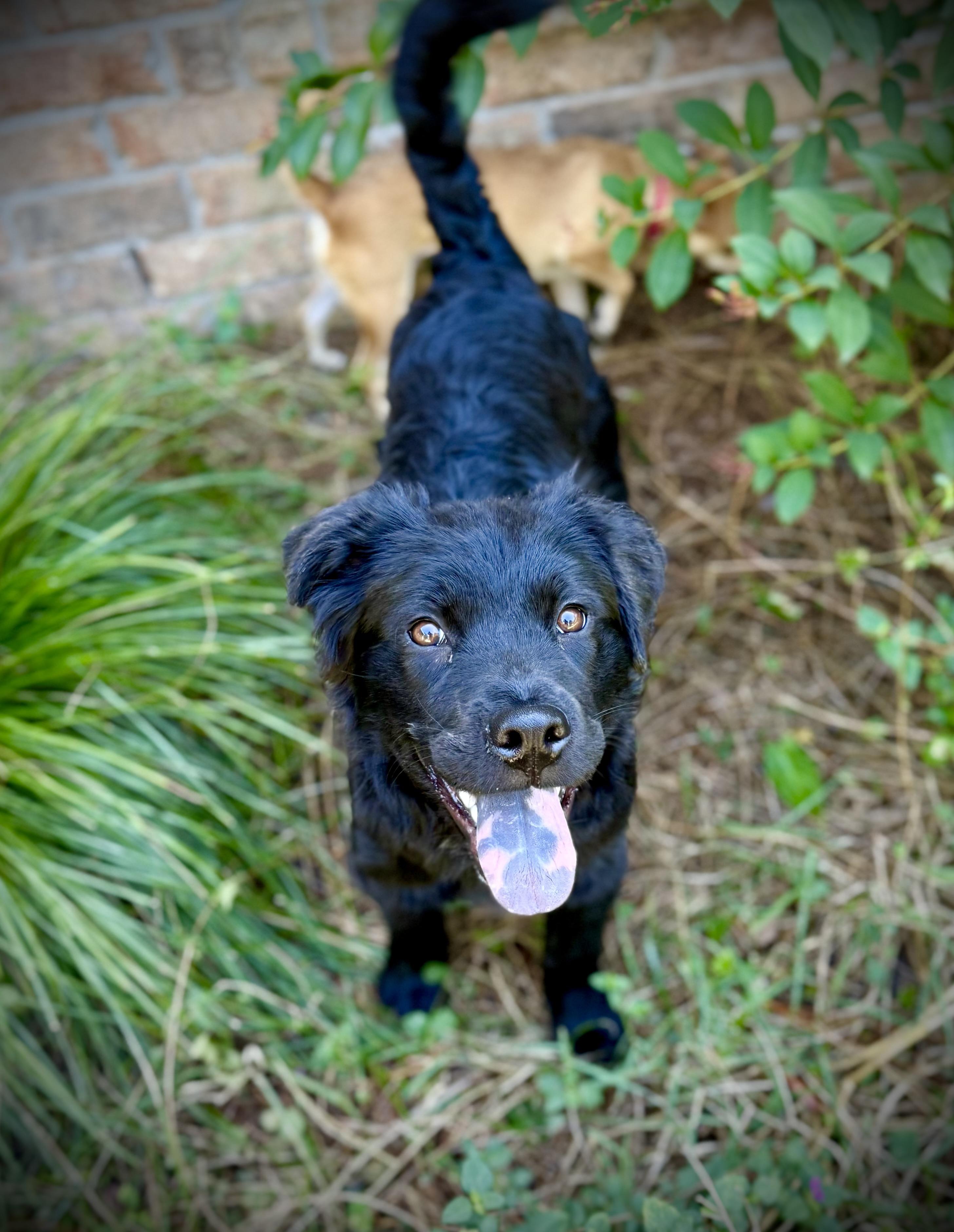 Enlarge Finnegan, a Adoptable mixed breed in Milton, FL image 2/6