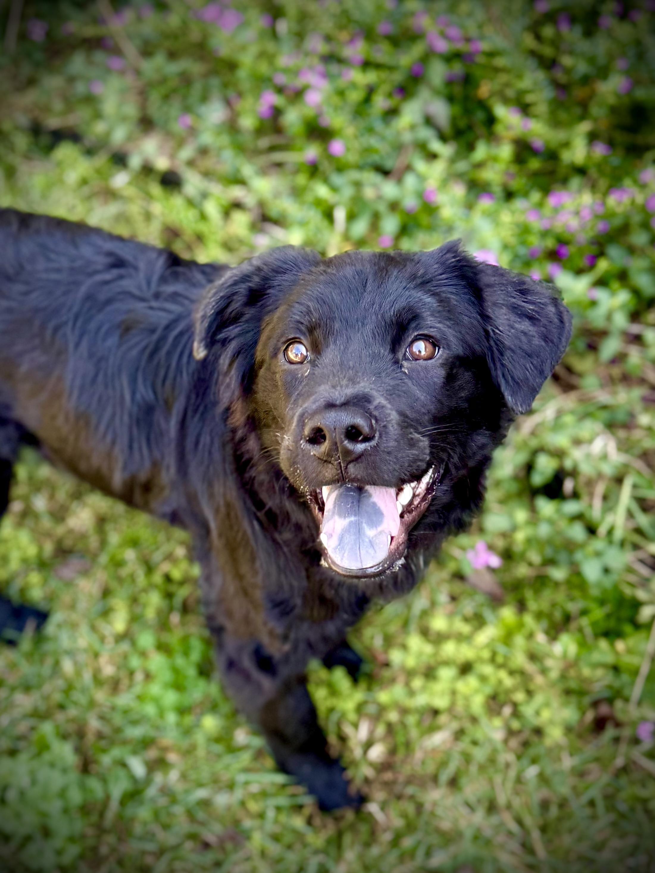 Enlarge Finnegan, a Adoptable mixed breed in Milton, FL image 5/6