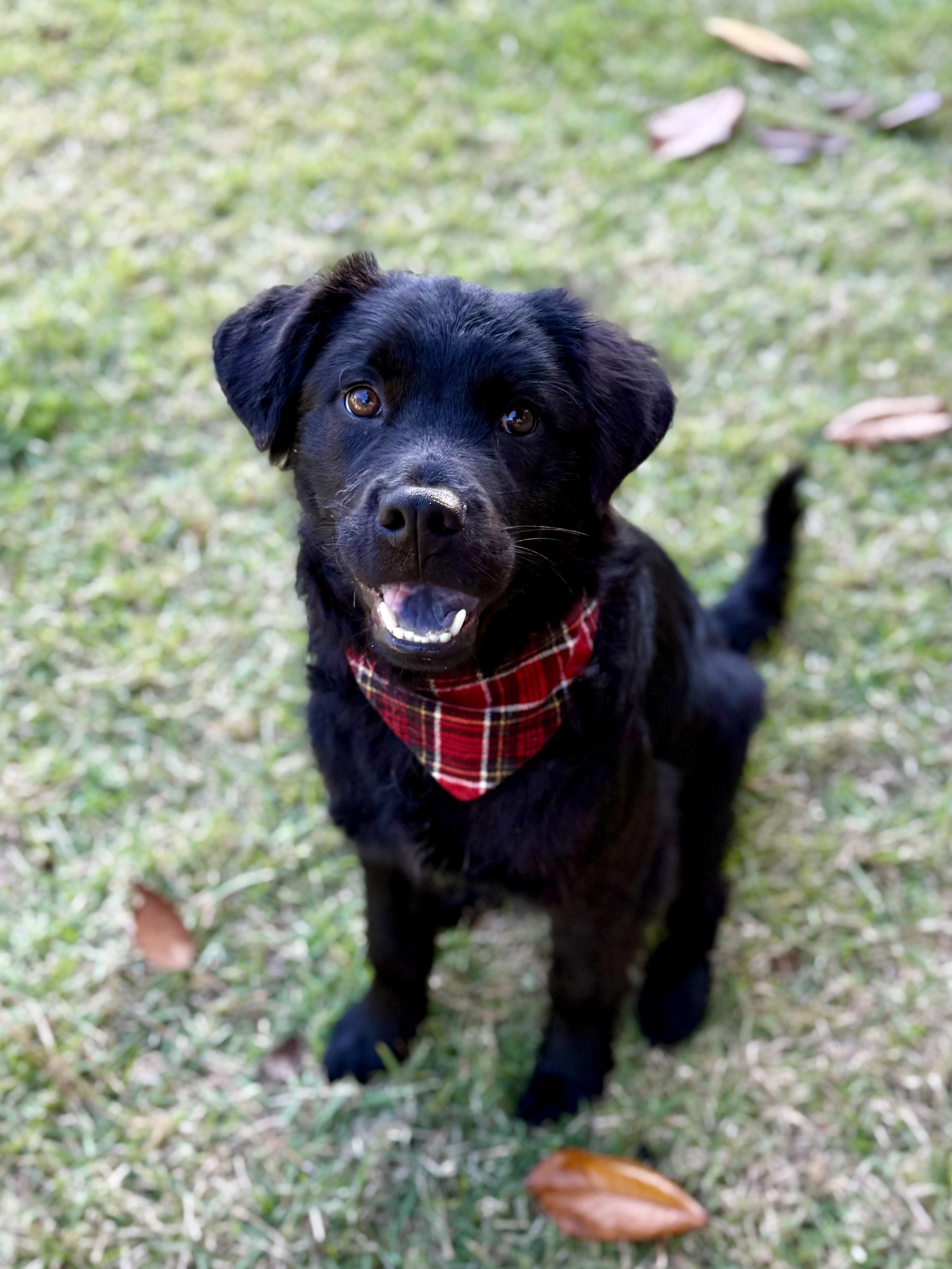 Enlarge Finnegan, a Adoptable mixed breed in Milton, FL image 6/6