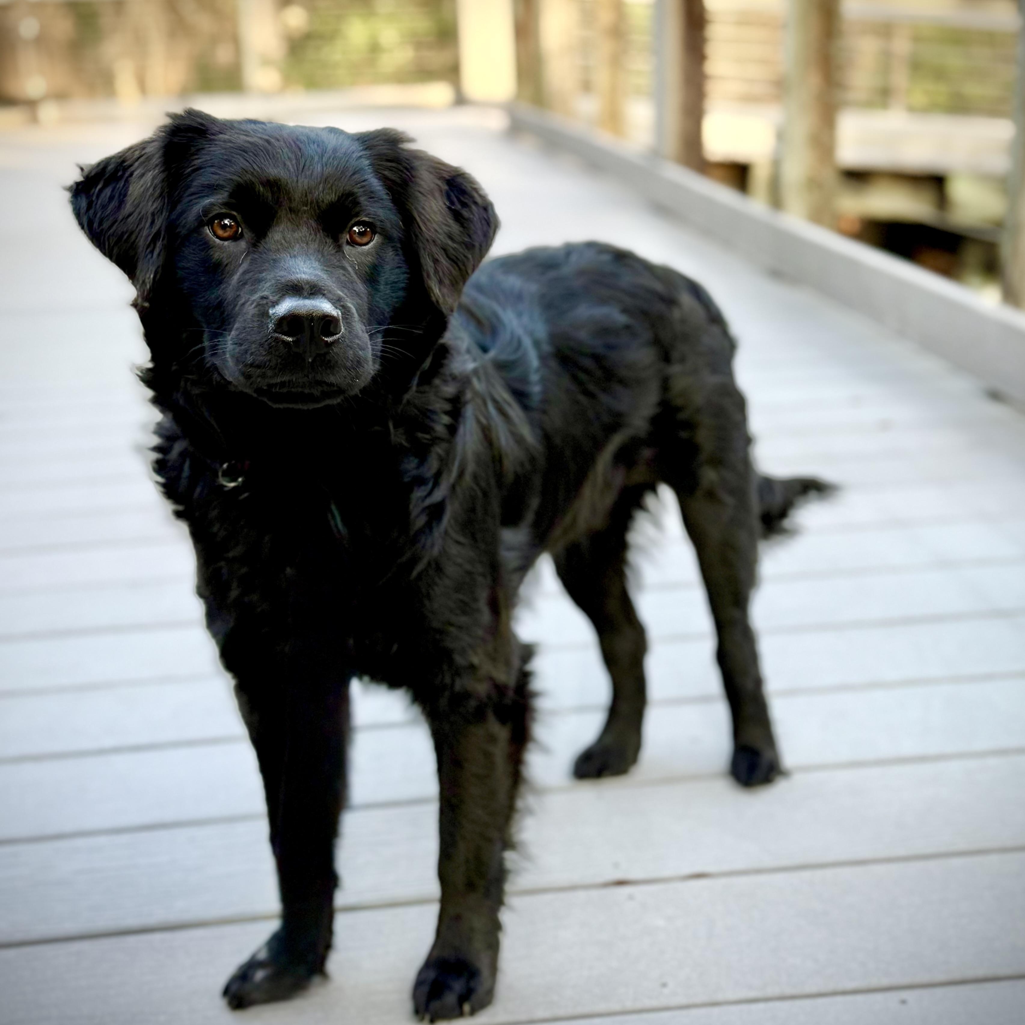 Finnegan, an adopted mixed breed in Milton, FL image 1/6