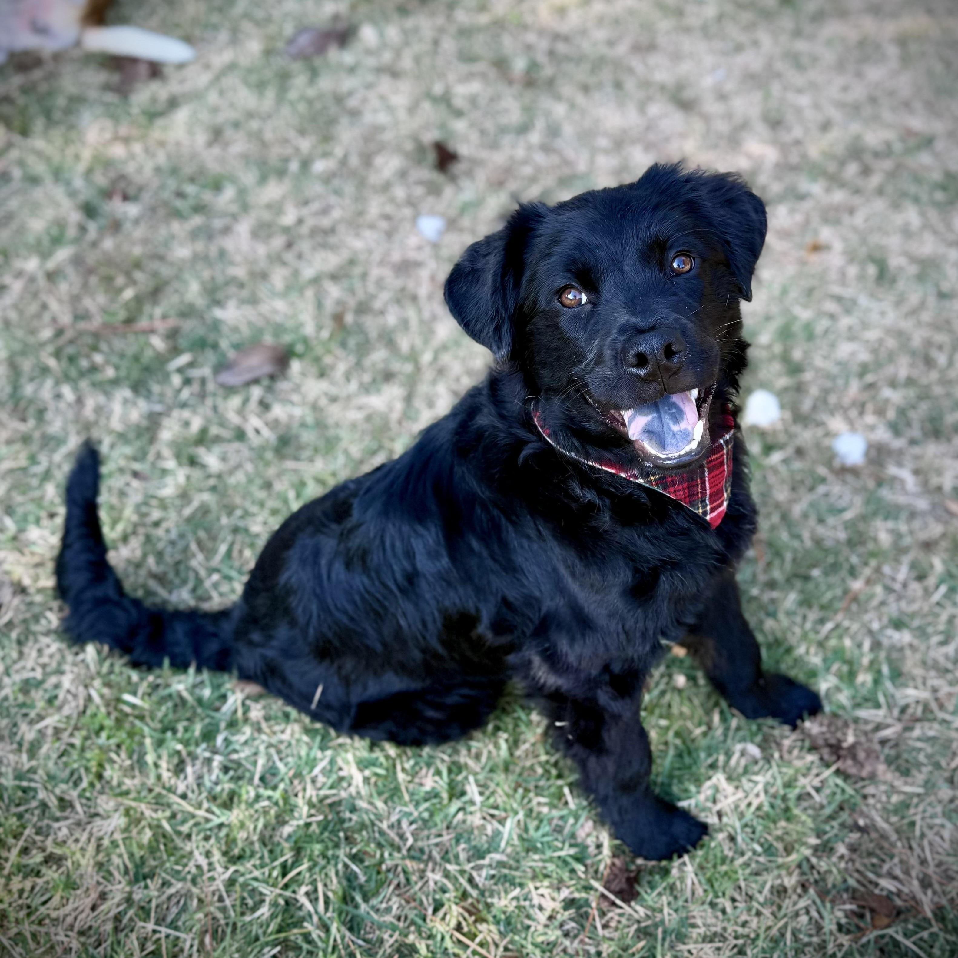 Finnegan, Adoptable, Puppy Male Mixed Breed.
