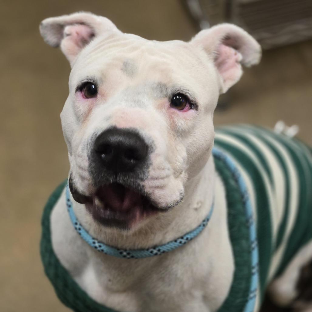 Franklin, Adoptable, Adult Male Pit Bull Terrier.