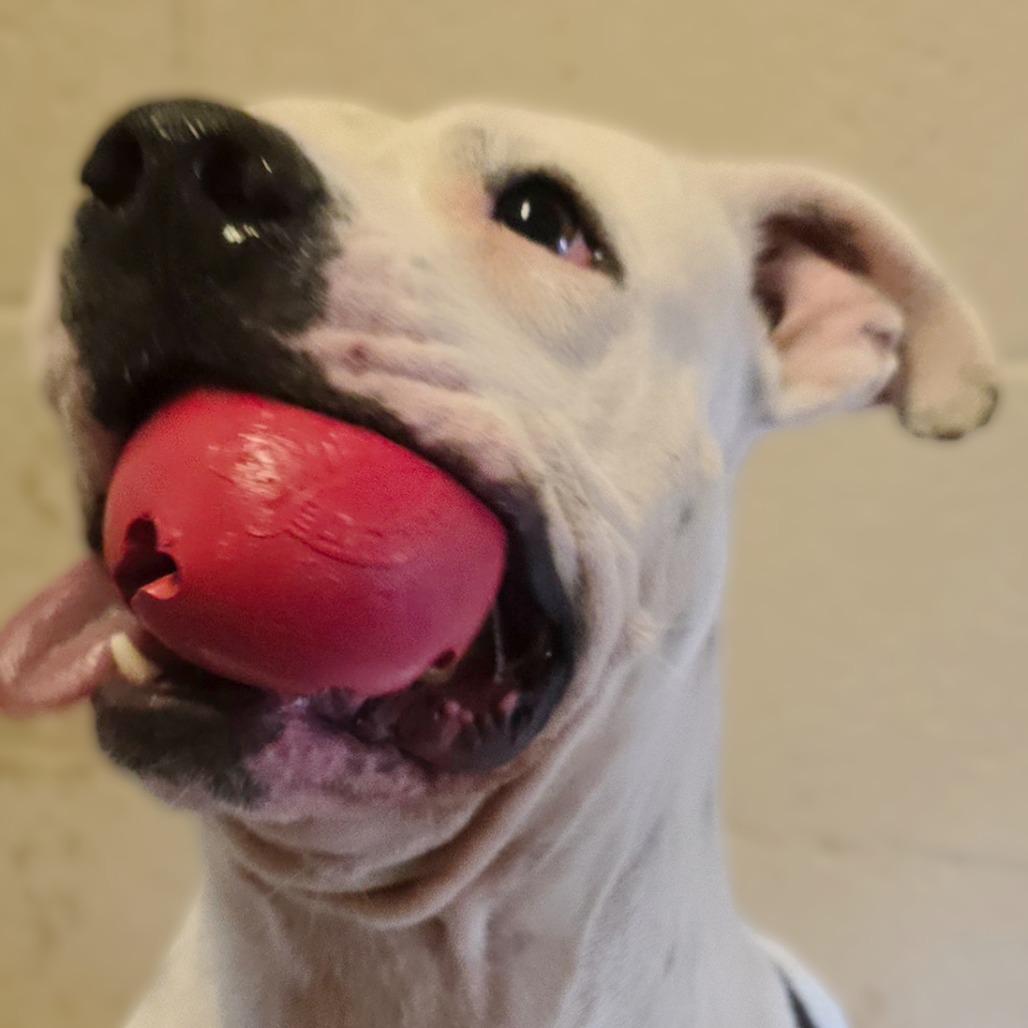 Enlarge Franklin, a Adoptable Pit Bull Terrier in Wickenburg, AZ image 2/5