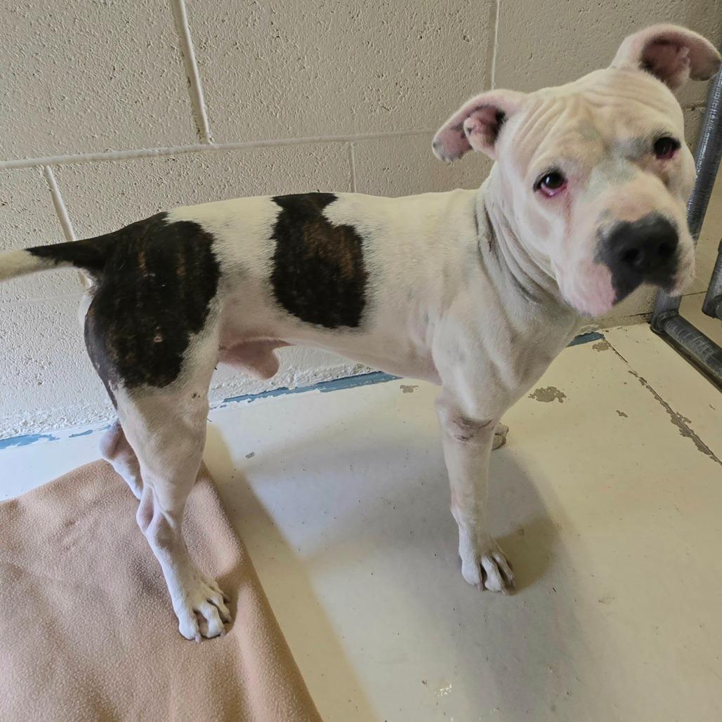 Enlarge Franklin, a Adoptable Pit Bull Terrier in Wickenburg, AZ image 3/5