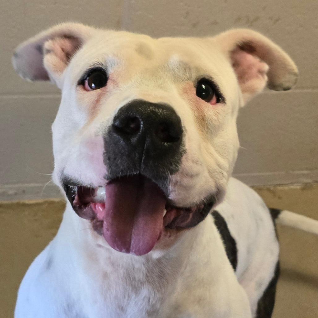 Enlarge Franklin, a Adoptable Pit Bull Terrier in Wickenburg, AZ image 4/5