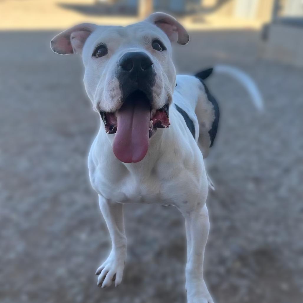 Enlarge Franklin, a Adoptable Pit Bull Terrier in Wickenburg, AZ image 5/5