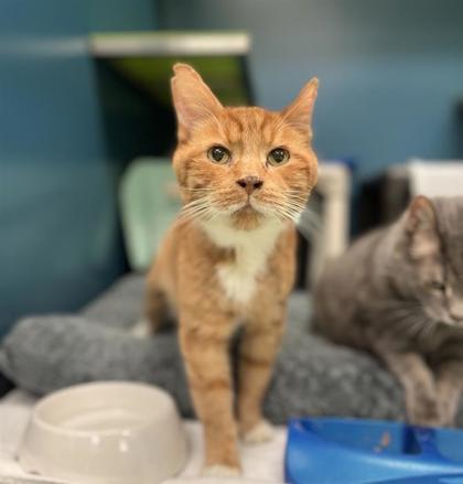 Garfield — thumbnail 2