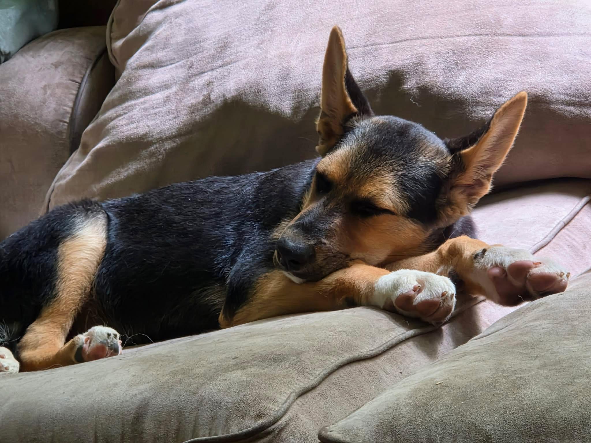 Napa (Cali litter), a Adoptable mixed breed in Silvana, WA image 4/5