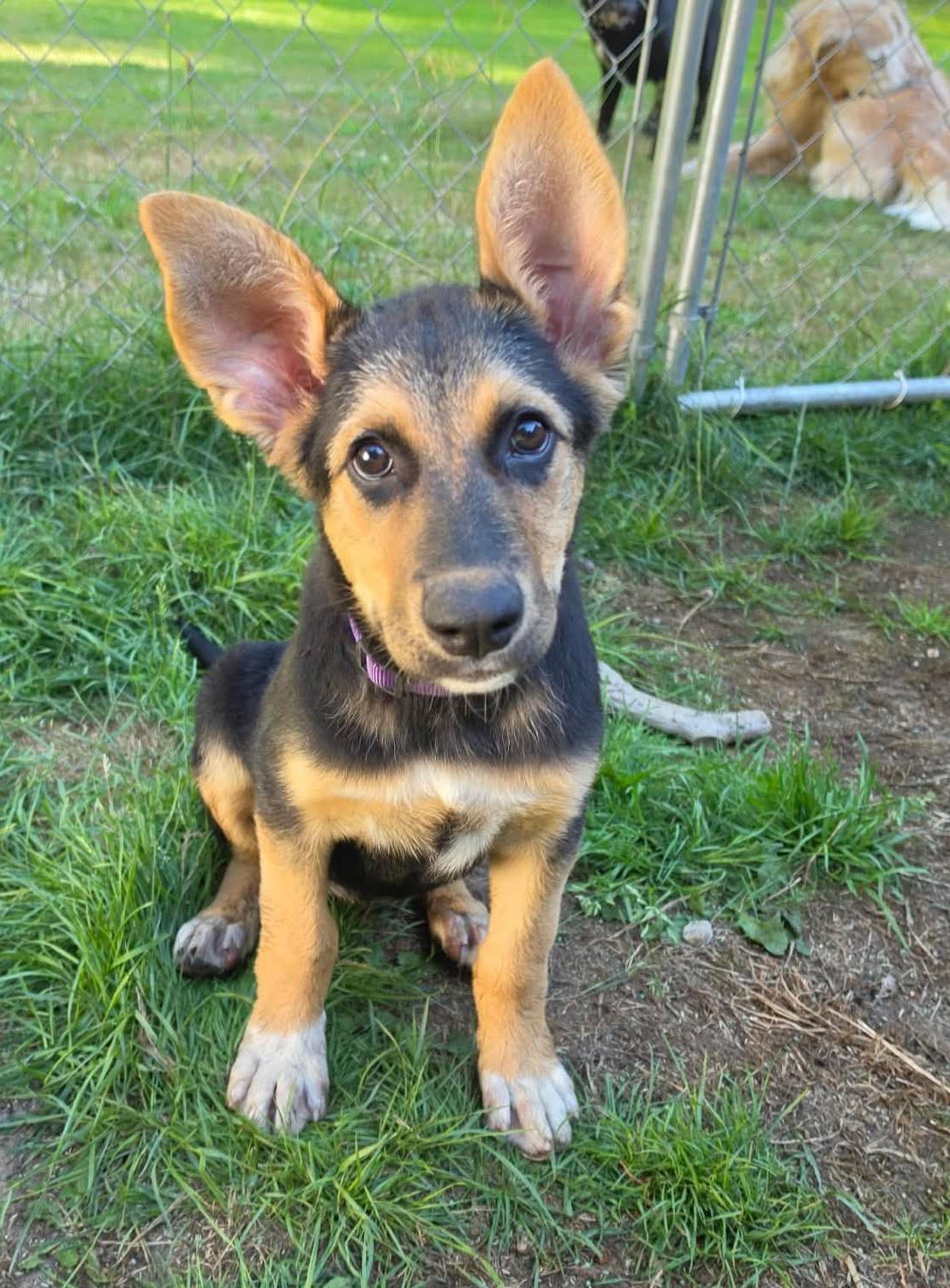 Napa (Cali litter), Adoptable, Puppy Female German Shepherd Dog & Great Pyrenees.