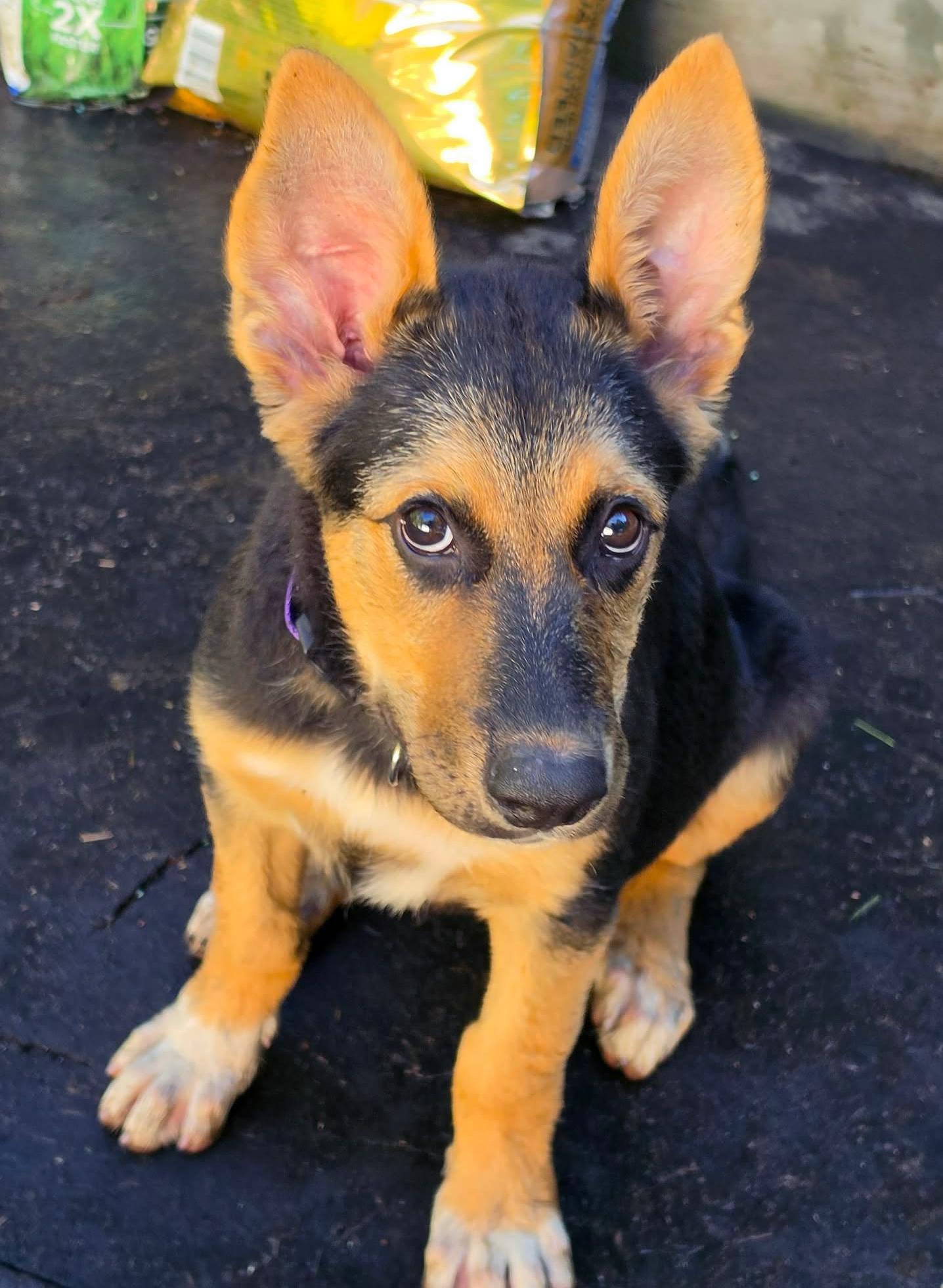 Napa (Cali litter), a Adoptable mixed breed in Silvana, WA image 3/5
