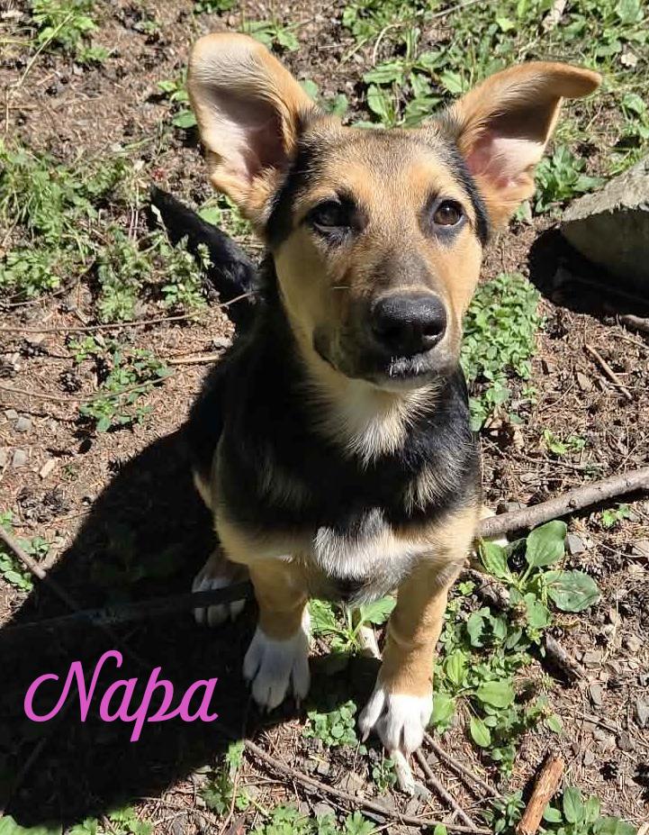 Napa (Cali litter), Adoptable, Puppy Female German Shepherd Dog & Great Pyrenees.