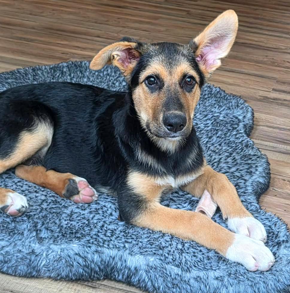 Napa (Cali litter), Adoptable, Puppy Female German Shepherd Dog & Great Pyrenees.