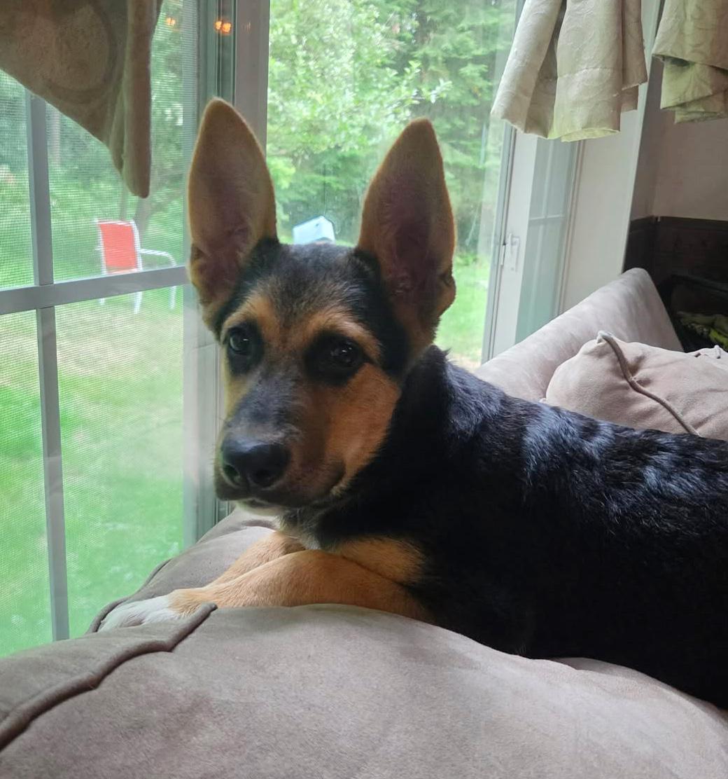 Napa (Cali litter), a Adoptable mixed breed in Silvana, WA image 2/5
