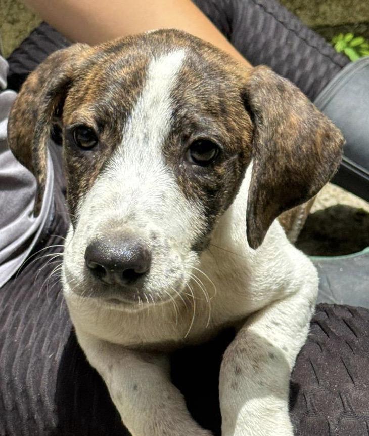 Hank, Young Male unknown