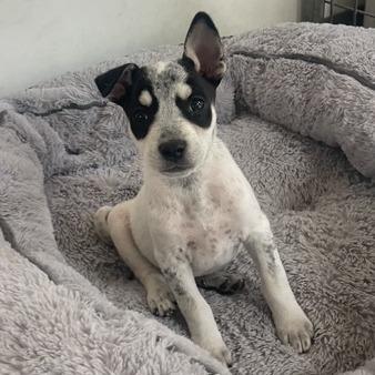 Turquoise, Adoptable, Puppy Female Mixed Breed.