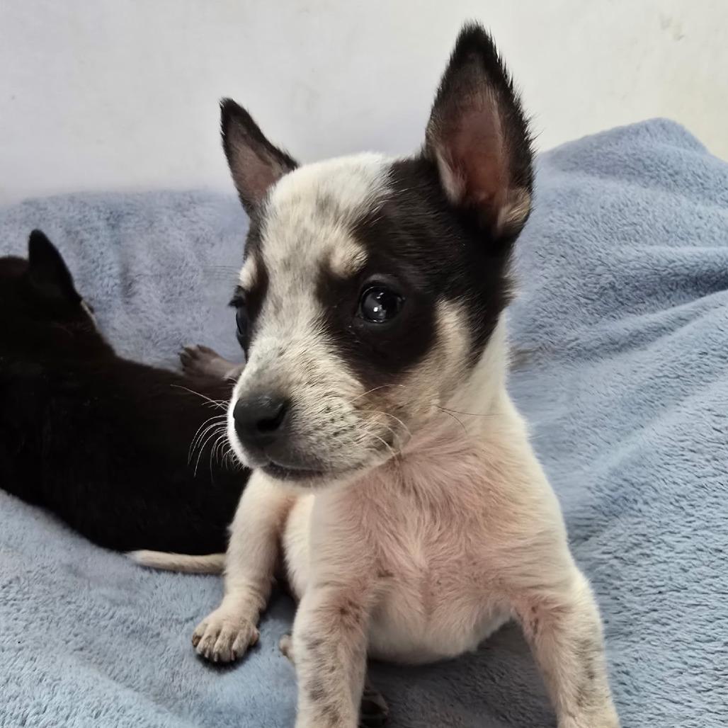 Enlarge Turquoise, a Adoptable Mixed Breed in Prescott, AZ image 2/6
