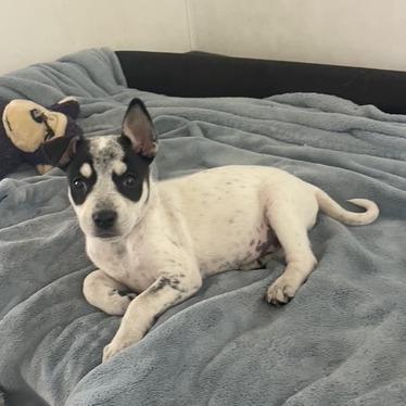 Enlarge Turquoise, a Adoptable Mixed Breed in Prescott, AZ image 3/6