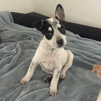 Enlarge Turquoise, a Adoptable Mixed Breed in Prescott, AZ image 4/6