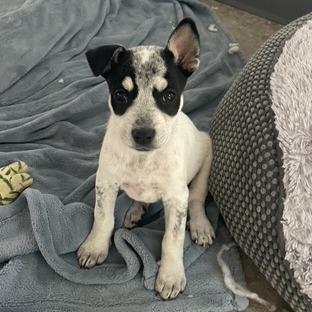 Enlarge Turquoise, a Adoptable Mixed Breed in Prescott, AZ image 5/6