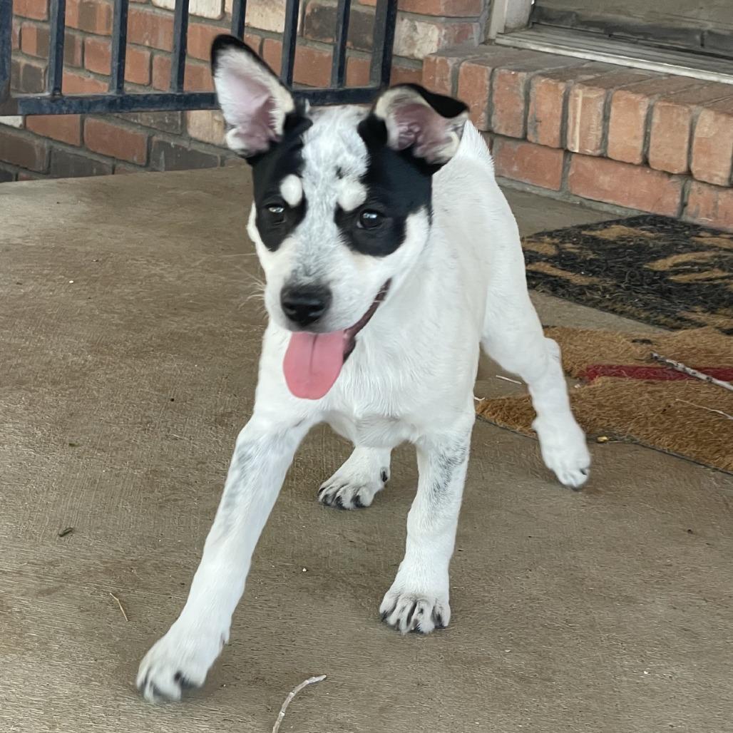 Enlarge Turquoise, a Adoptable Mixed Breed in Prescott, AZ image 6/6