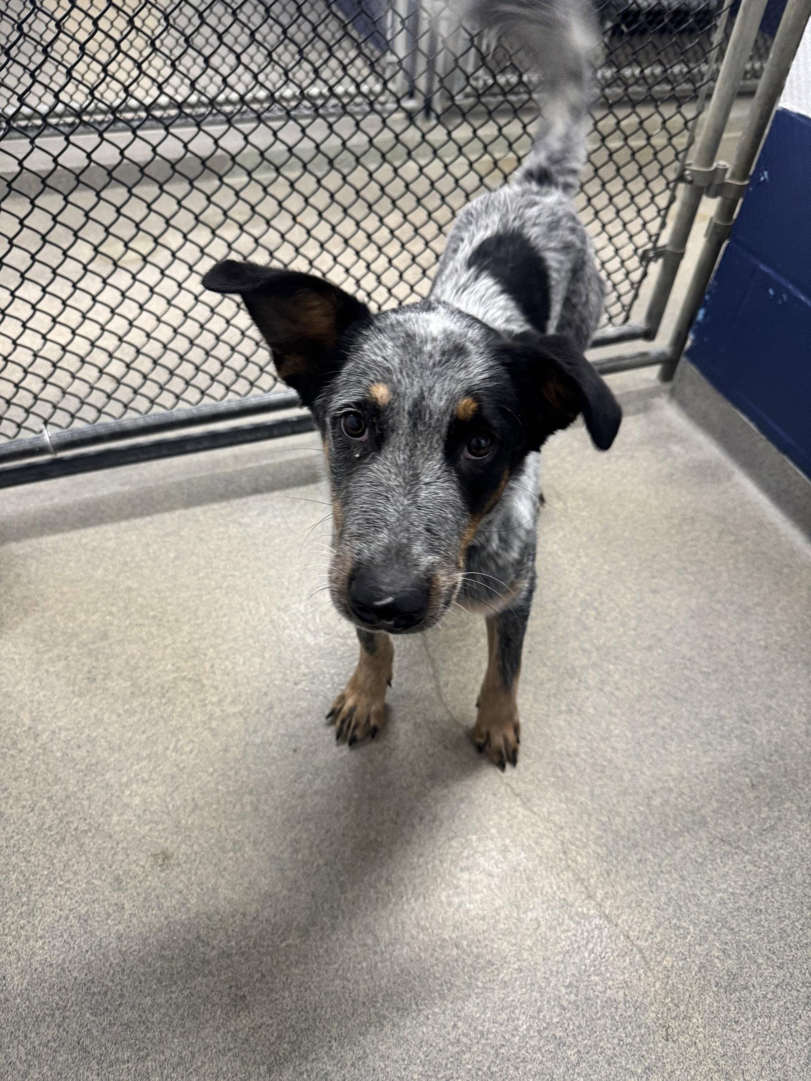 Enlarge Bo 7 months AVA 9/30, a Adoptable Labrador Retriever in Sterling, MA image 2/2
