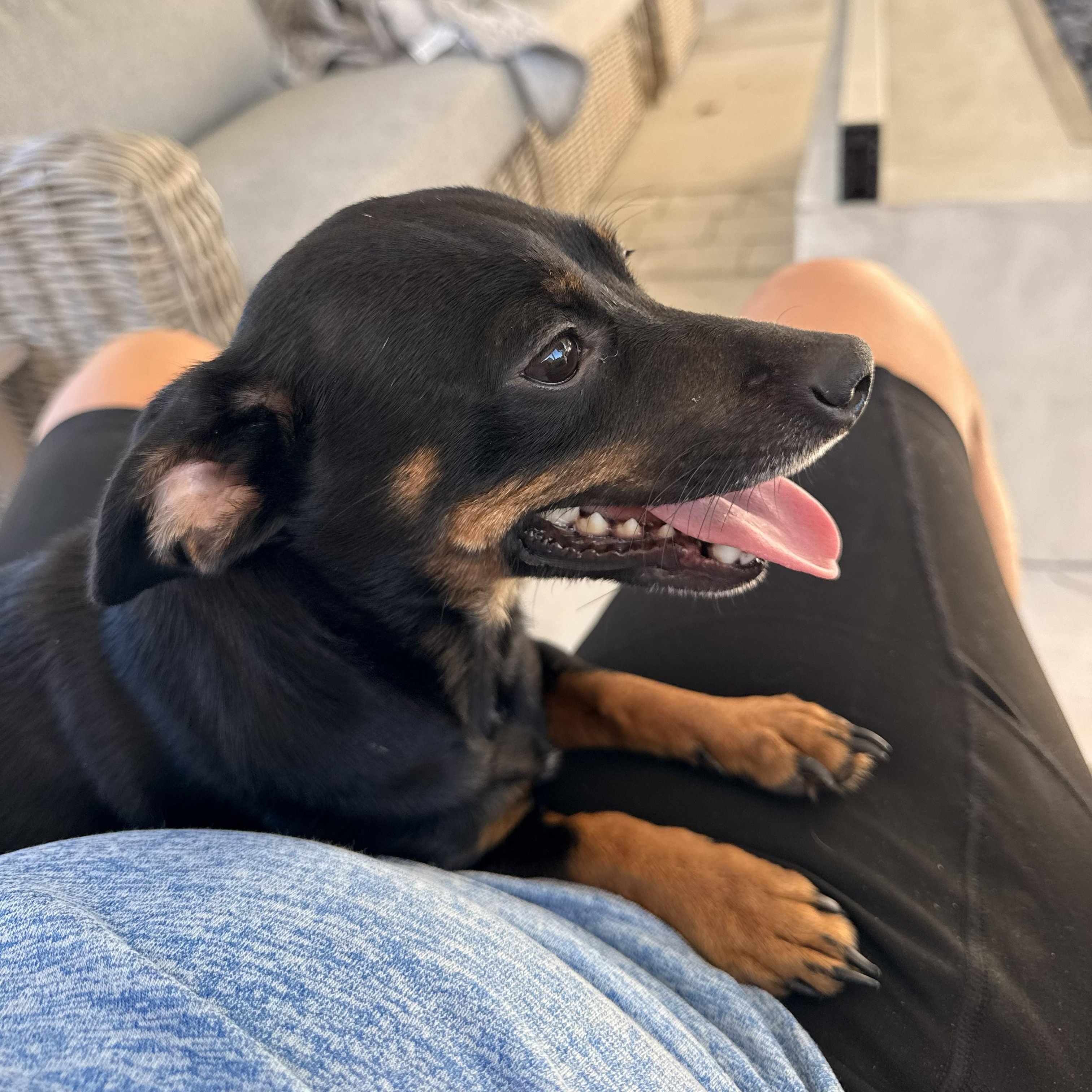Enlarge Gigi, a Adoptable mixed breed in Brentwood, CA image 1/1